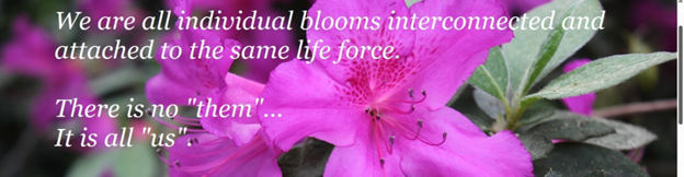 azalea up close no them cropped azalea up close no them cropped